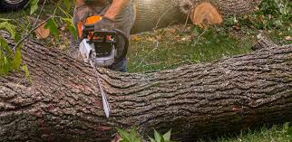 Mattawa, WA Tree Services Company