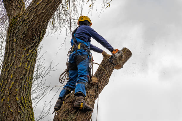 How Our Tree Care Process Works  in  Mattawa, WA